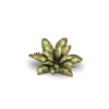 Gamers Grass: Laser Plants - Dumb Cane - Difenbachia (47szt.)